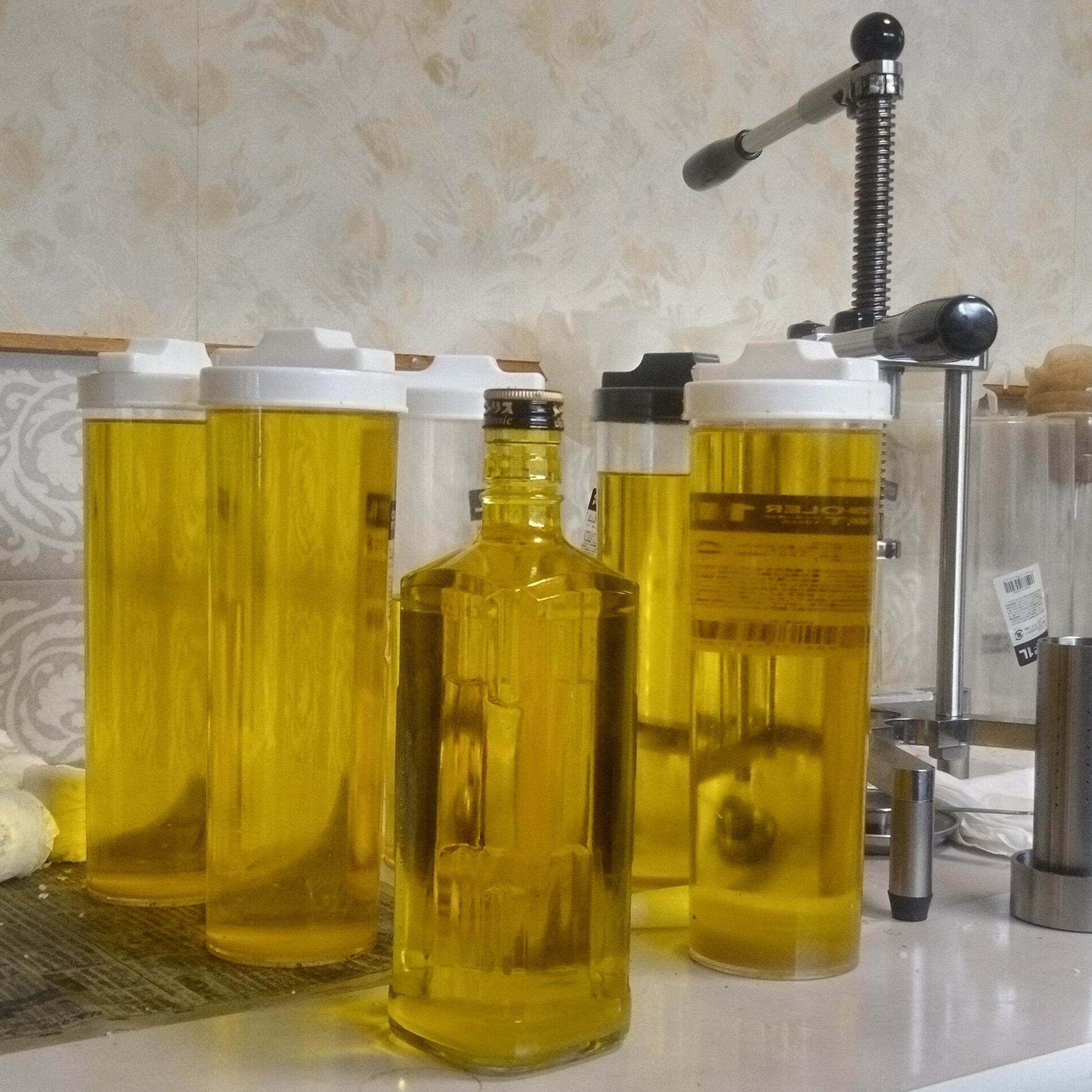 搾油作業後の椿油