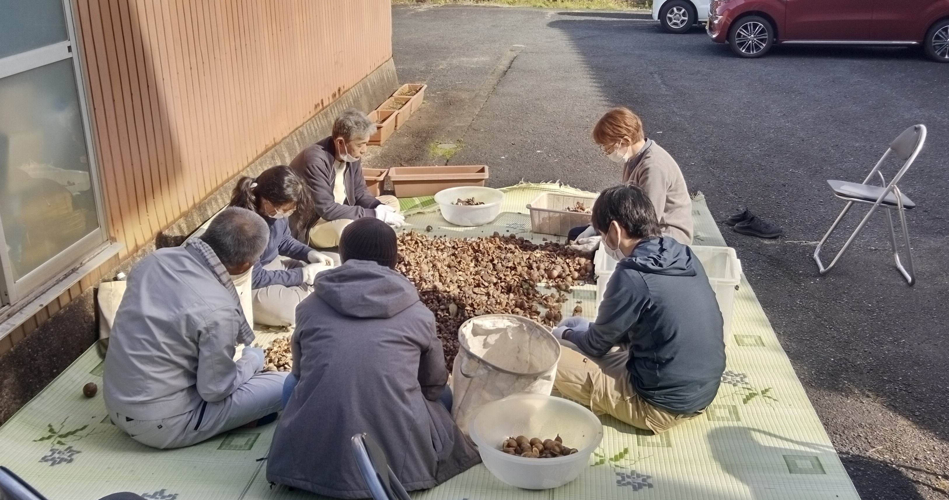 椿の実から種の取り出し・皮むき作業