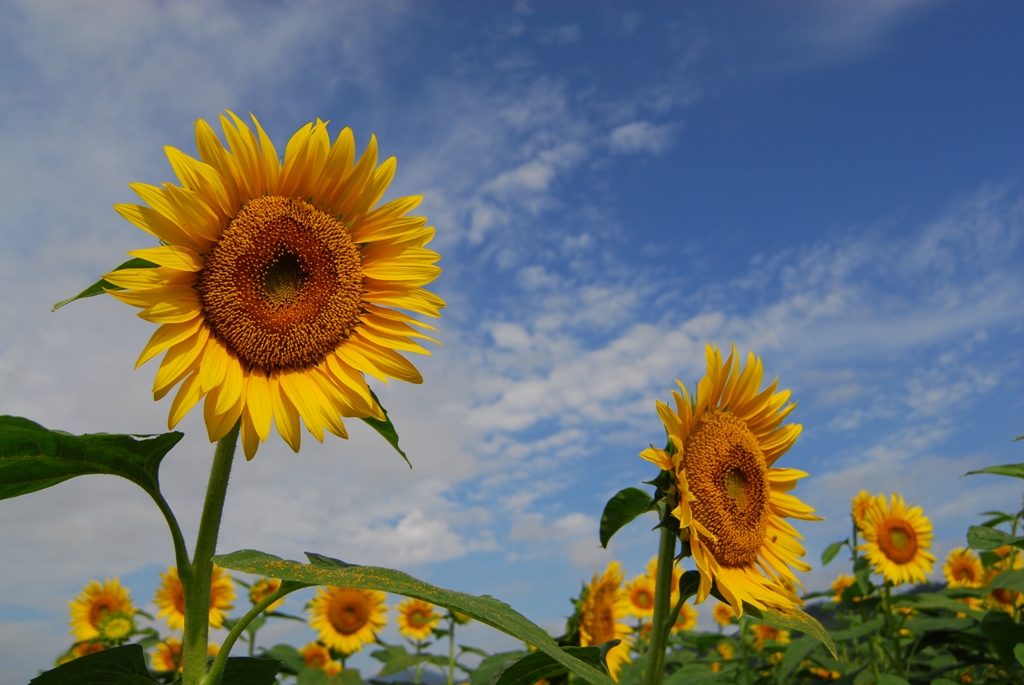 町の花「ひまわり」