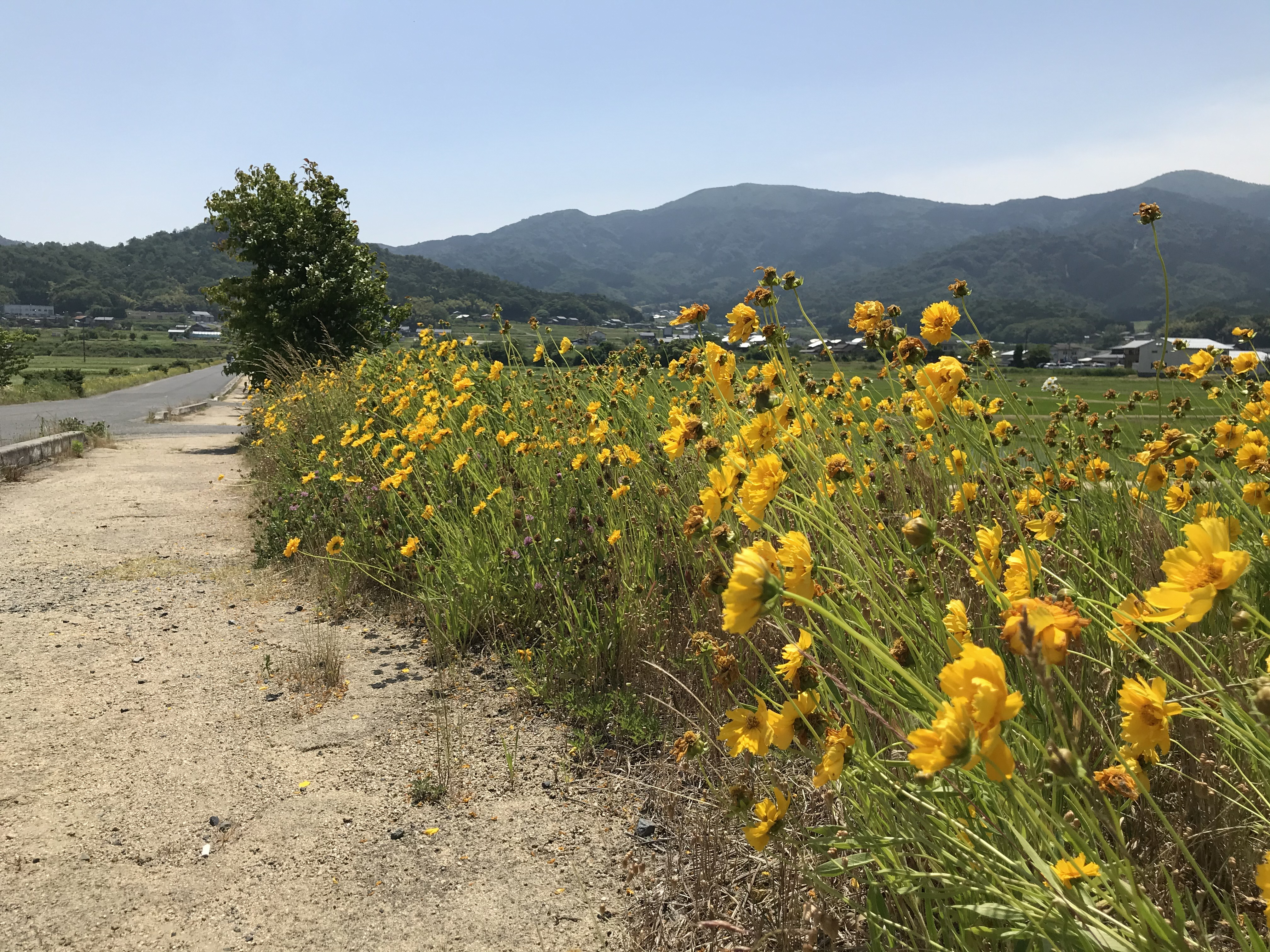 加悦庁舎付近で咲いているオオキンケイギク①