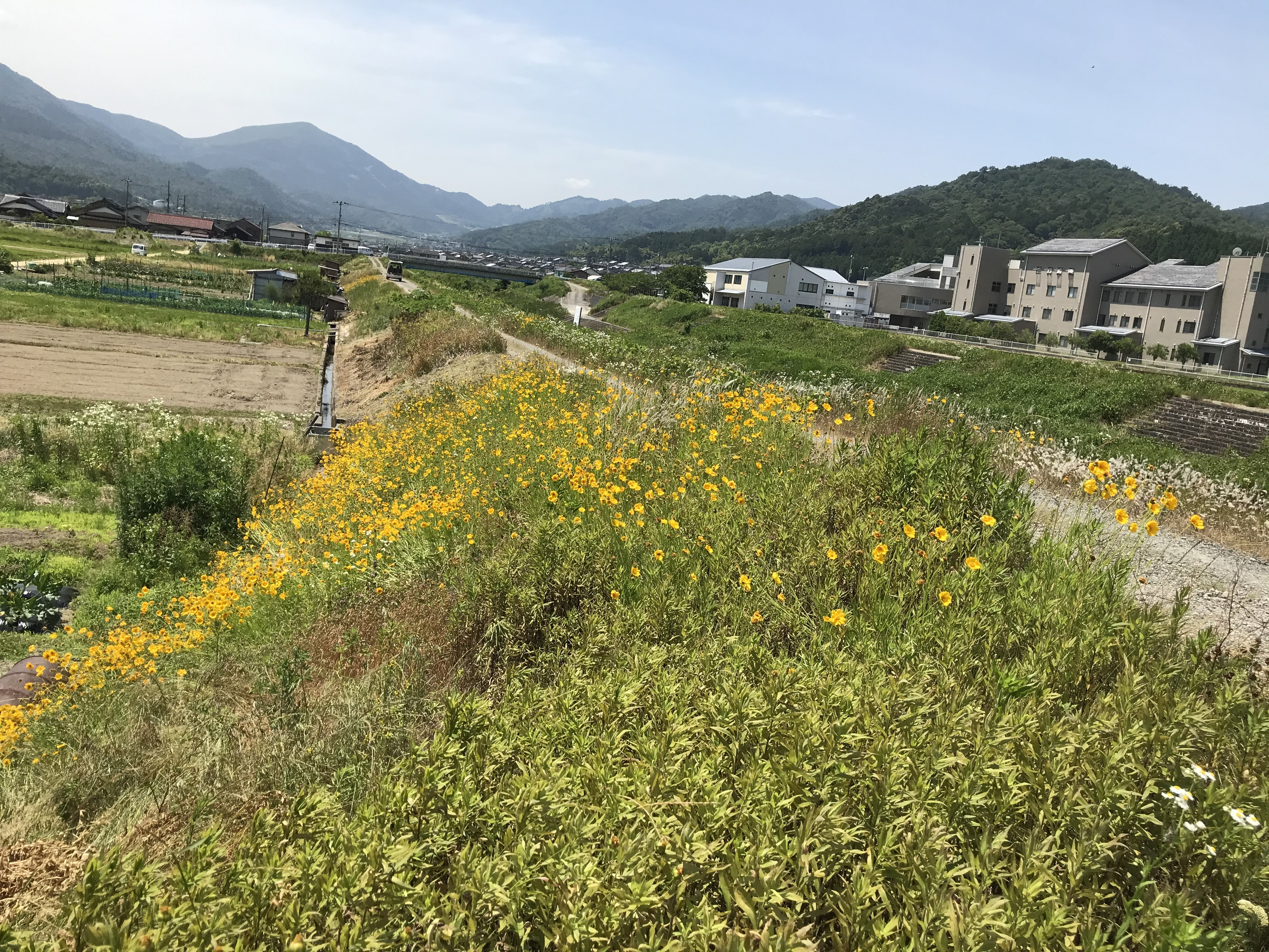 加悦庁舎付近で咲いているオオキンケイギク②
