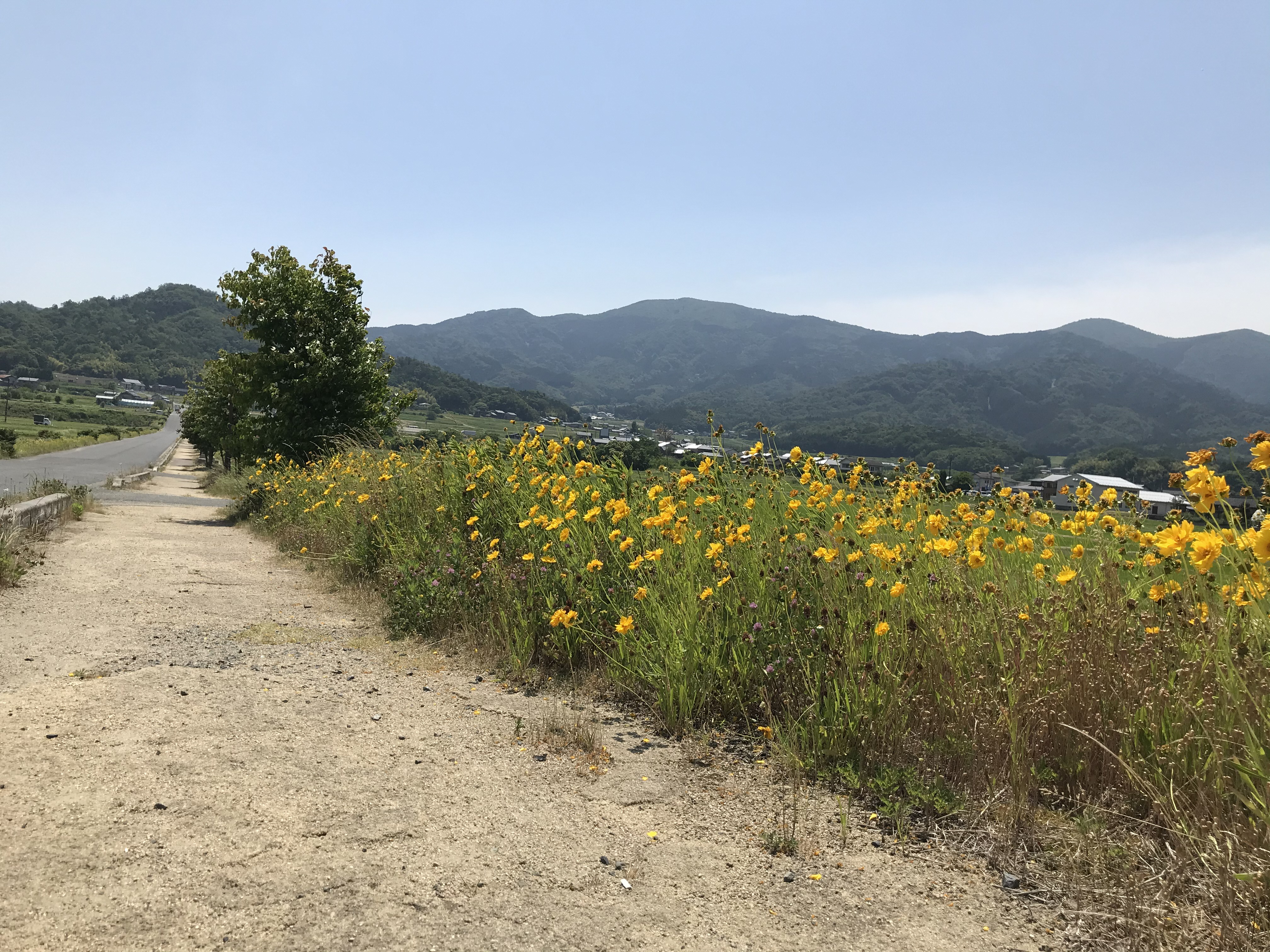 加悦庁舎付近で咲いているオオキンケイギク③