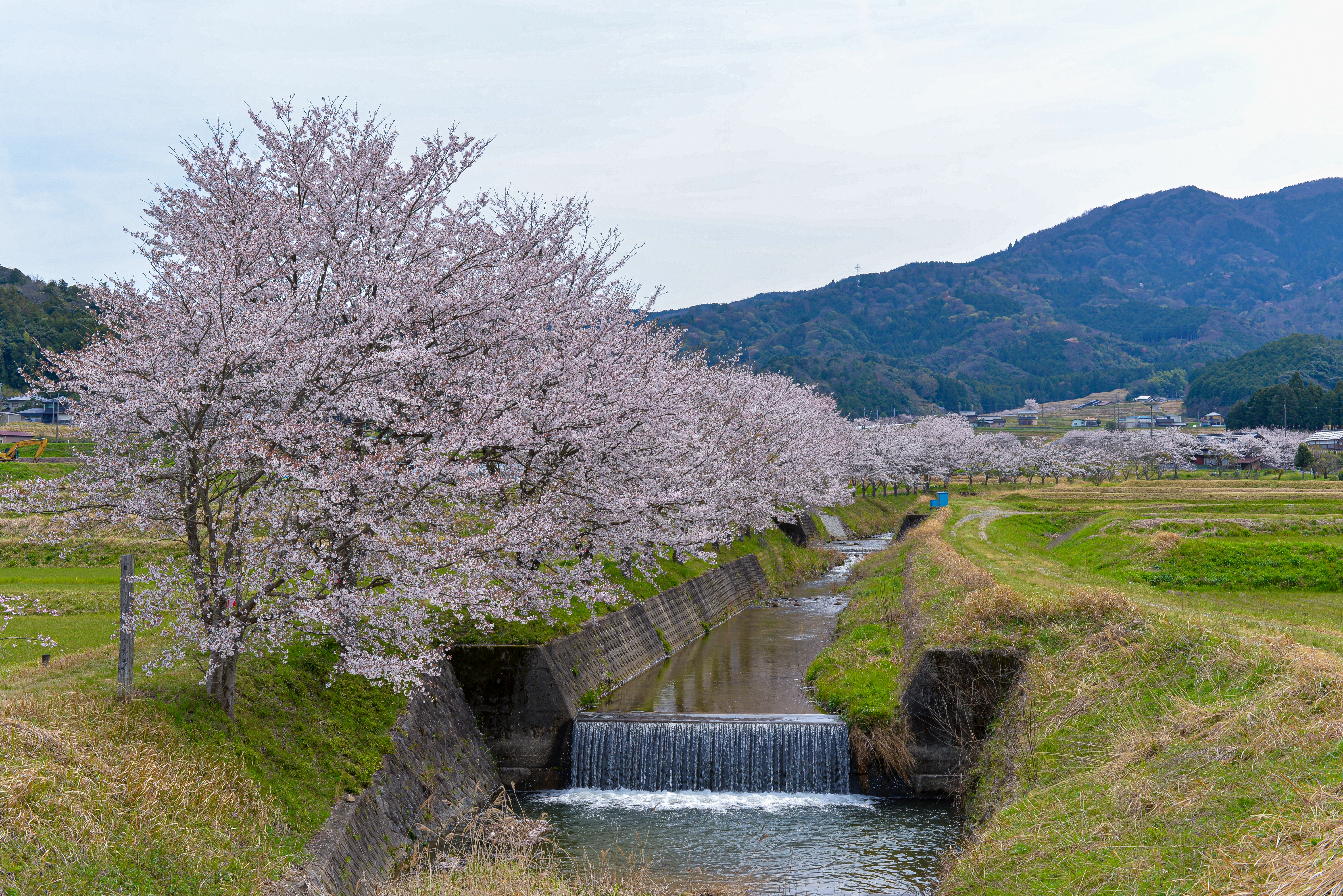 温江川の桜並木