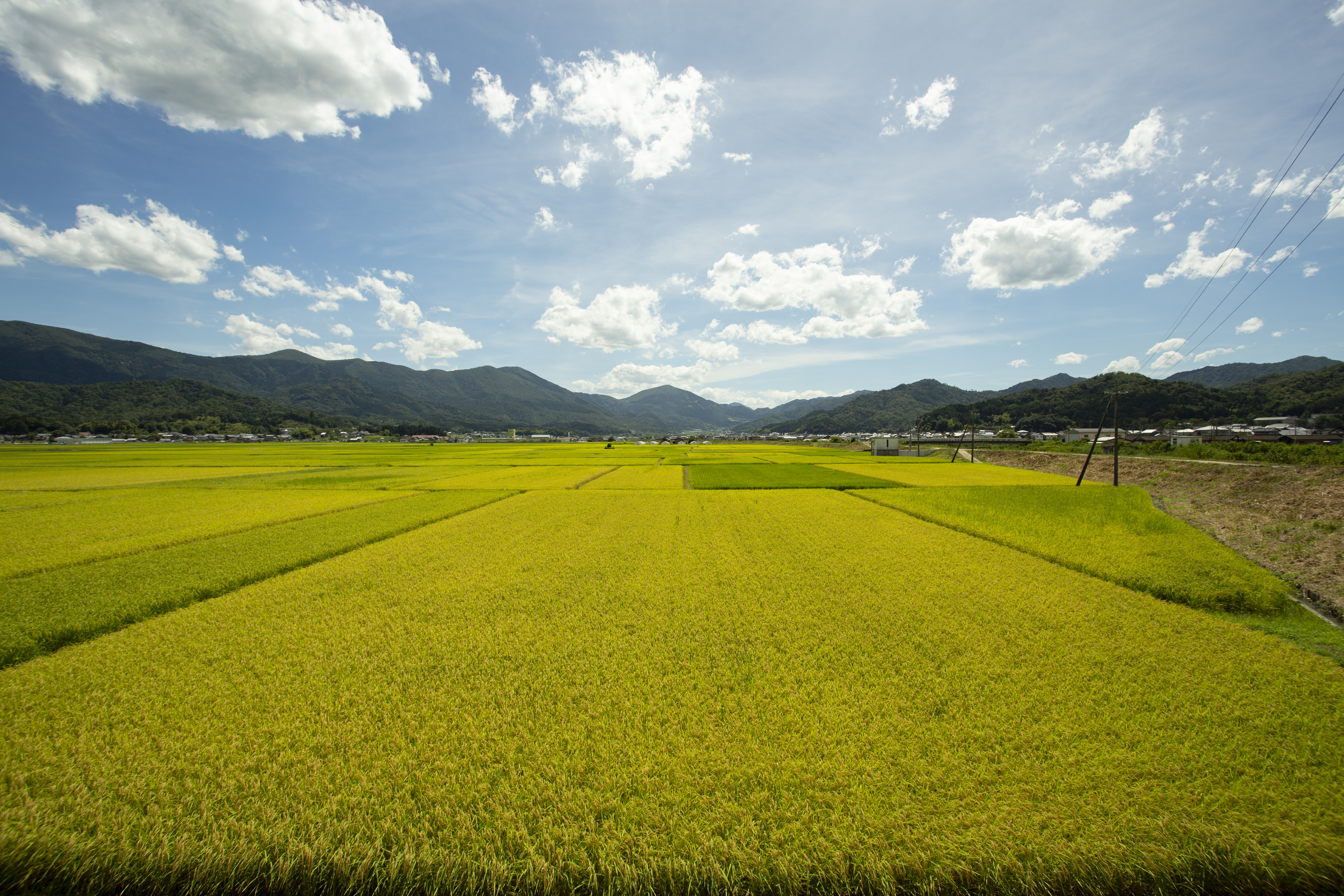 田園