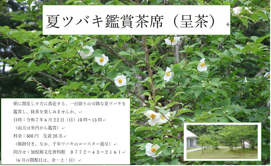 夏ツバキの鑑賞茶席の案内