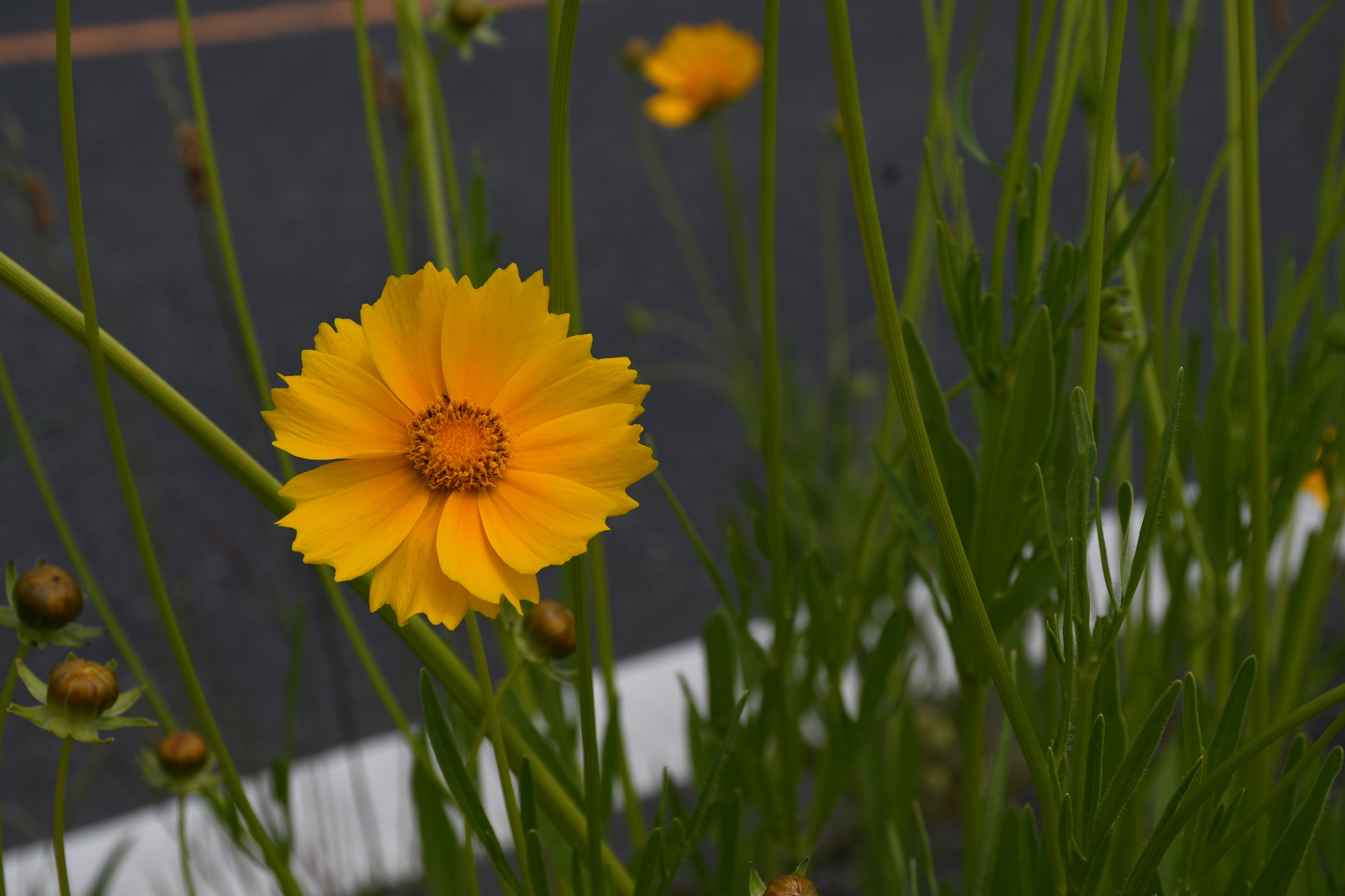 オオキンケイギクの花