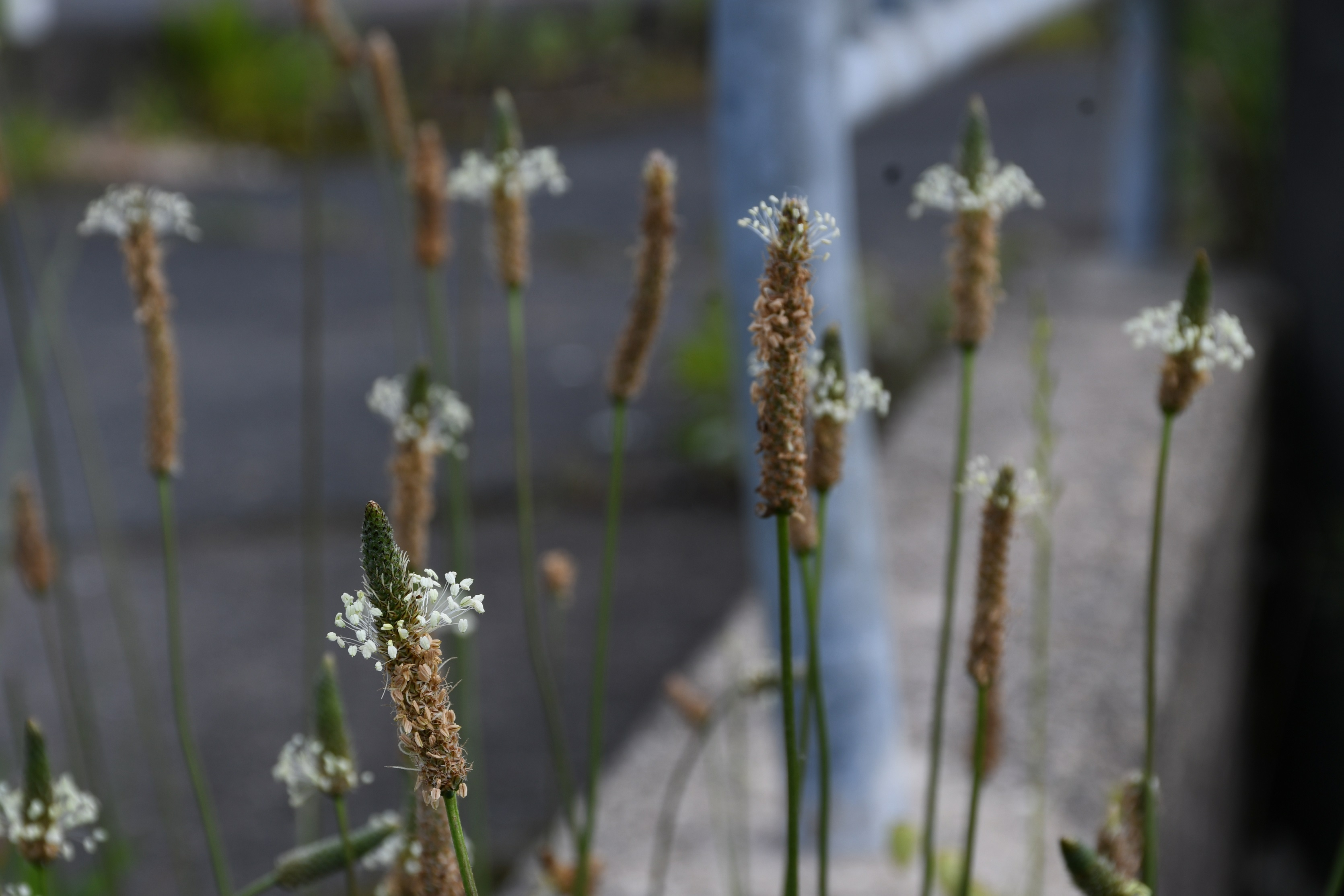 開花前のオオキンケイギク
