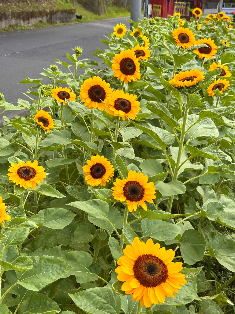 shunka farm 9月18日