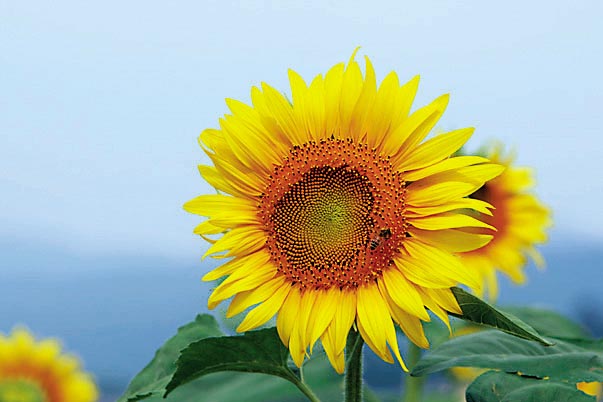 町の花 ひまわり