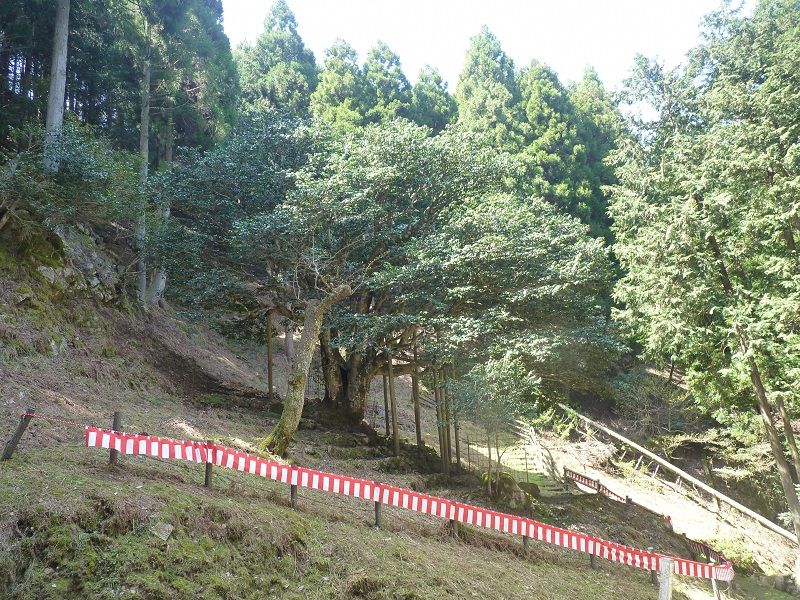 滝の千年ツバキ
