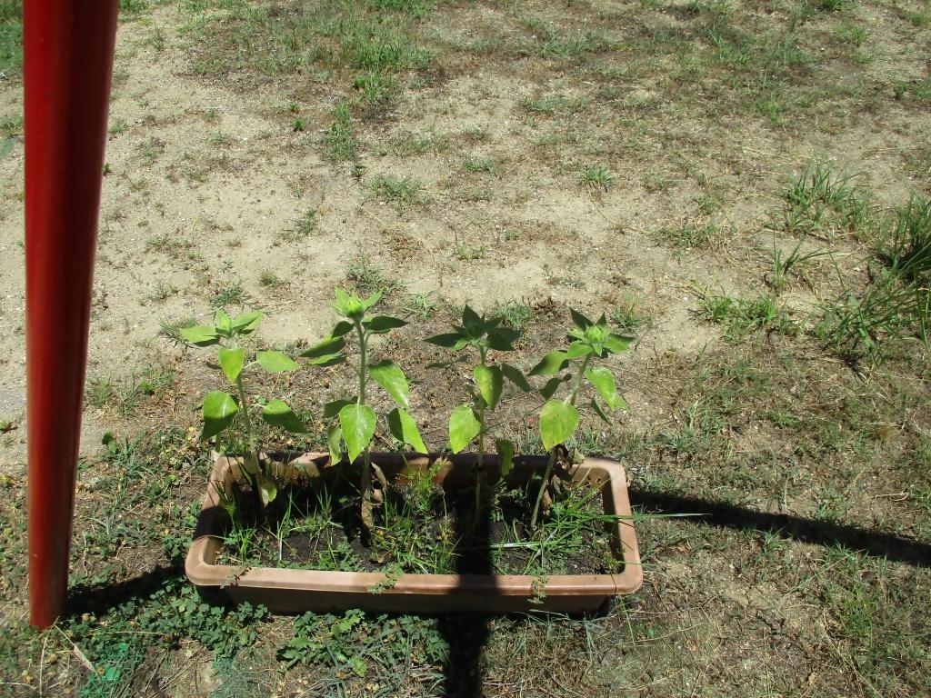 0727加悦聖三一幼稚園