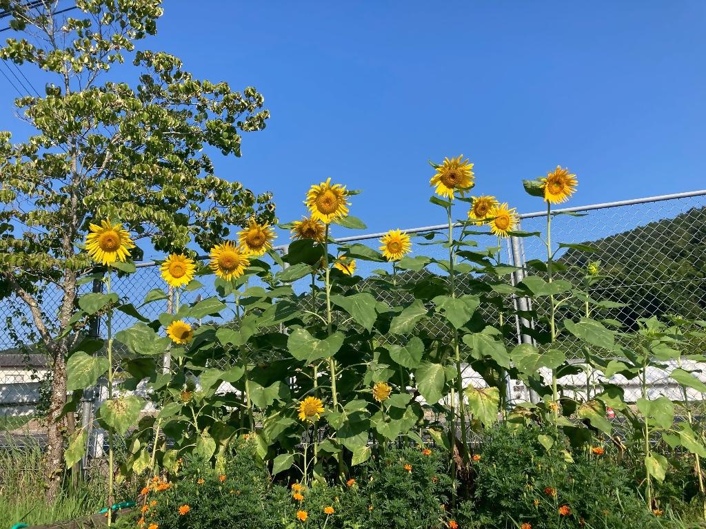 山田小学校２５