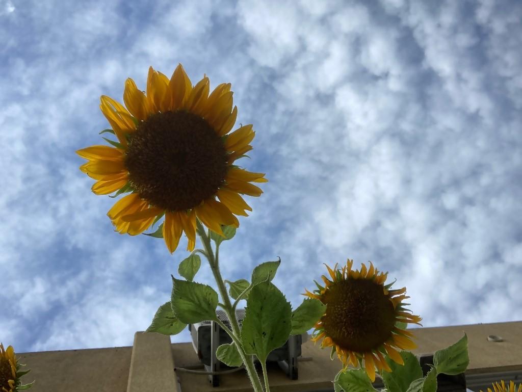 山田小学校２３（）