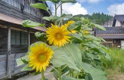 自立支援たんぽぽ