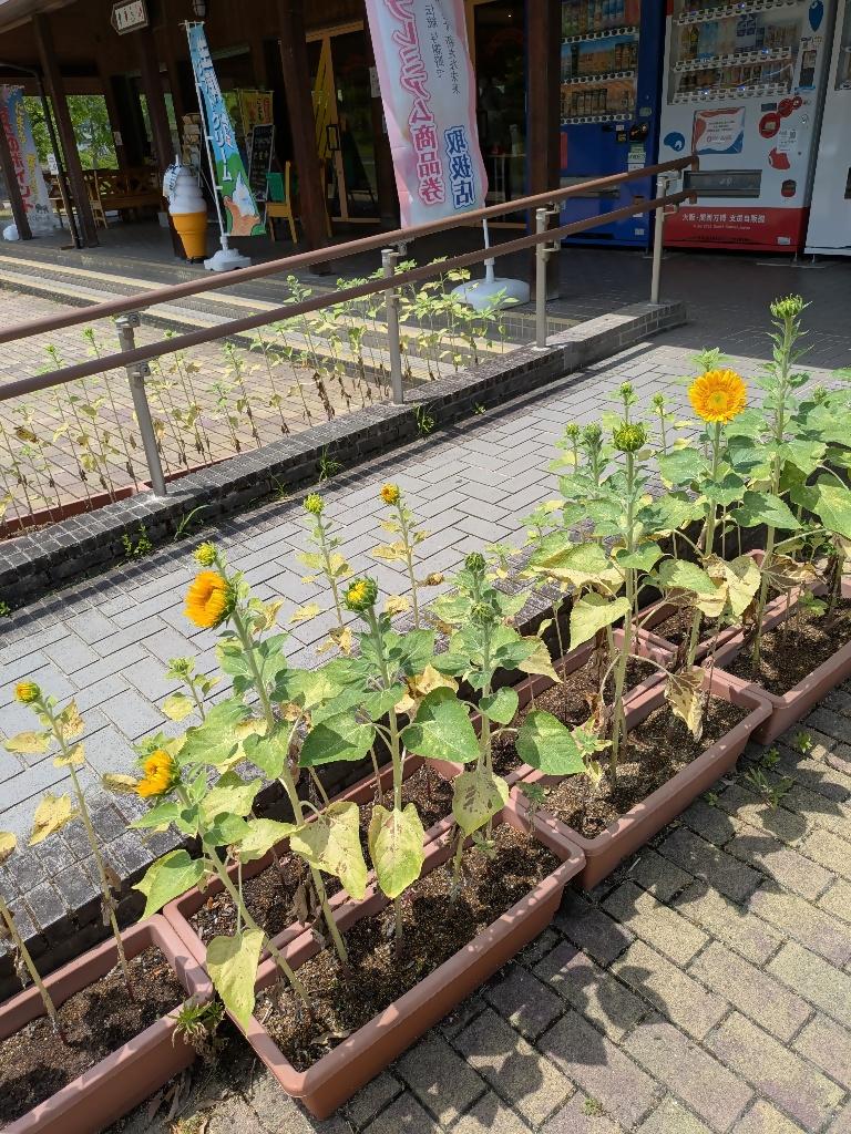 0711道の駅シルクのまち かや