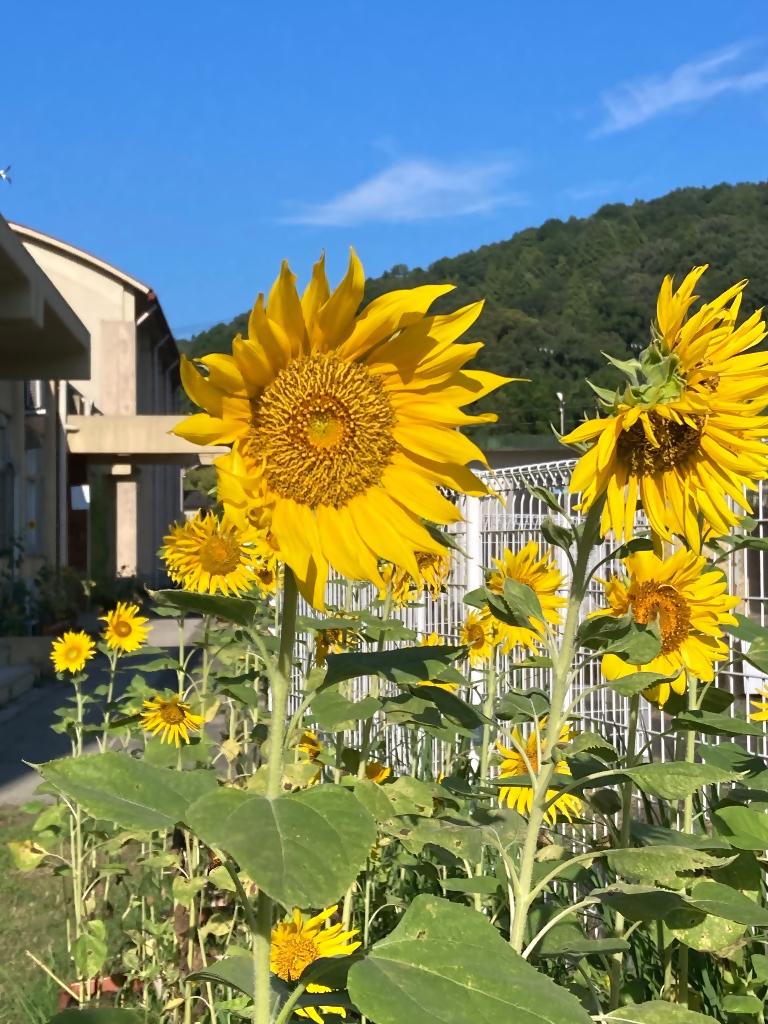 山田小学校２６